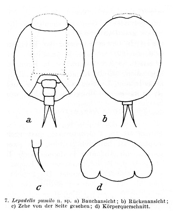 Lepadella pumilo - Original description image