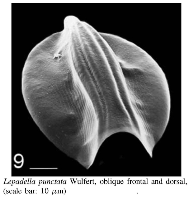 Lepadella punctata Lepadella punctata