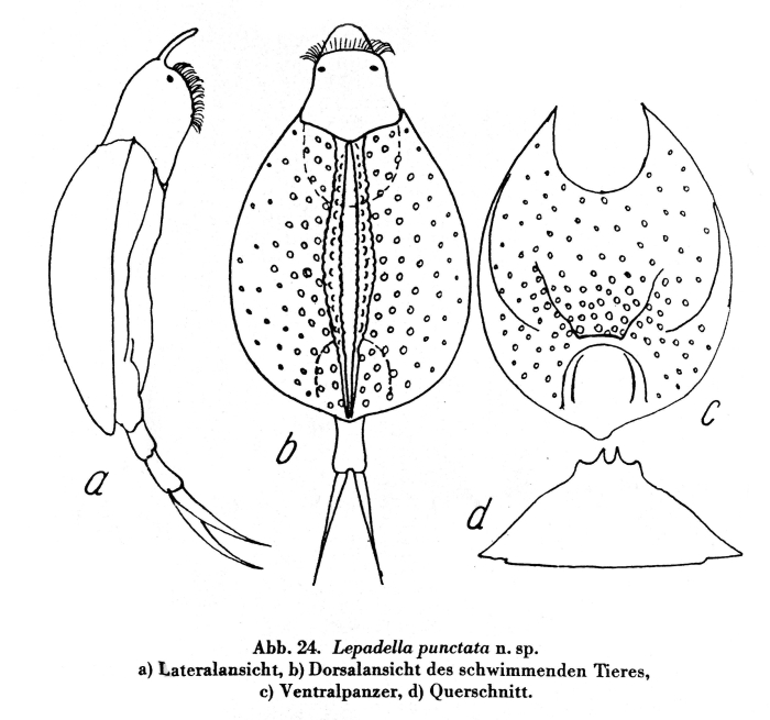 Lepadella punctata Lepadella punctata