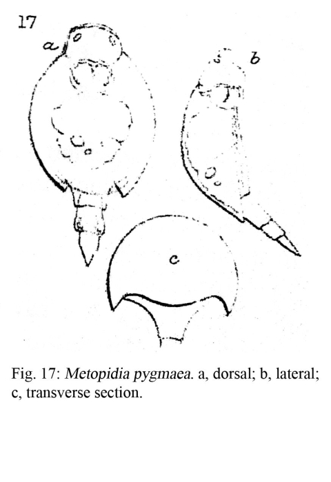 Lepadella pygmaea - Original description image