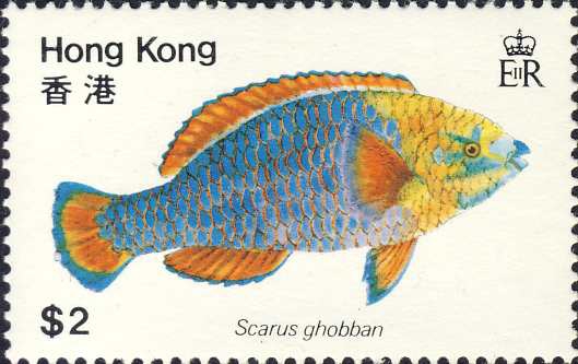 Scarus ghobban Scarus ghobban