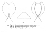 Lepadella pyriformis