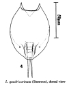 Lepadella quadricarinata