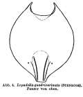 Lepadella quadricarinata