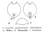 Lepadella quadricarinata
