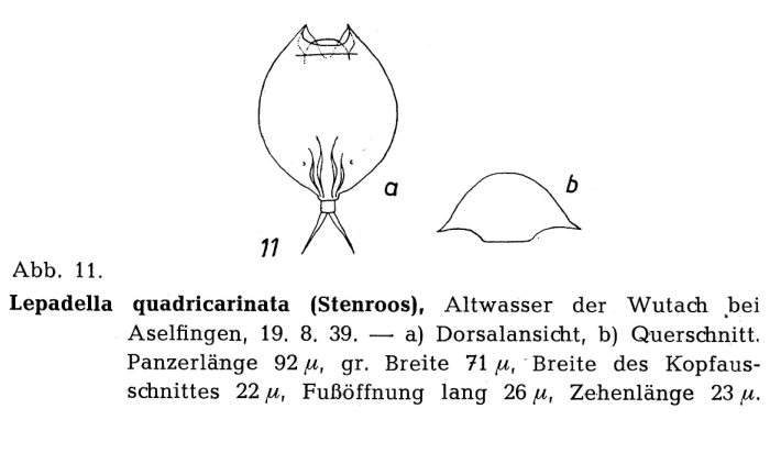 Lepadella quadricarinata Lepadella quadricarinata