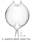 Lepadella quadricarinata
