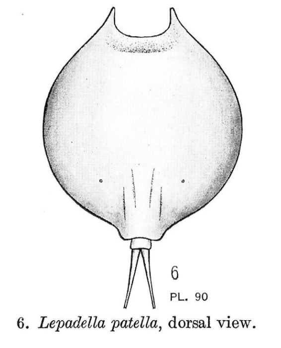 Lepadella quadricarinata Lepadella quadricarinata