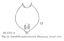 Lepadella quadricarinata
