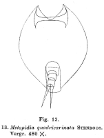 Lepadella quadricarinata