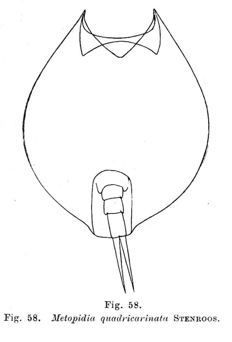 Lepadella quadricarinata Lepadella quadricarinata