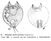 Lepadella quadricarinata