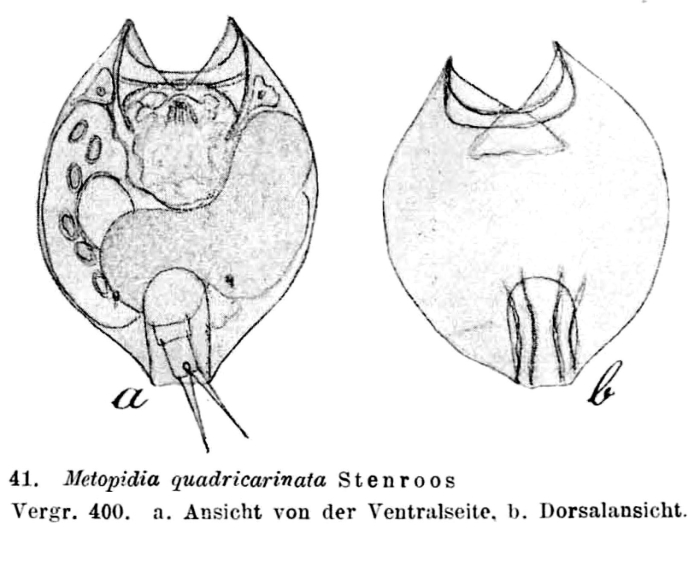 Lepadella quadricarinata Lepadella quadricarinata