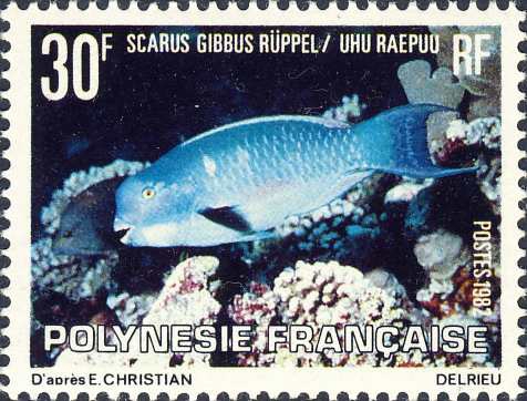 Scarus gibbus