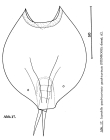 Lepadella quadricarinata