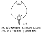 Lepadella quadricarinata