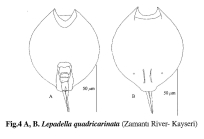 Lepadella quadricarinata