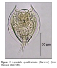 Lepadella quadricarinata