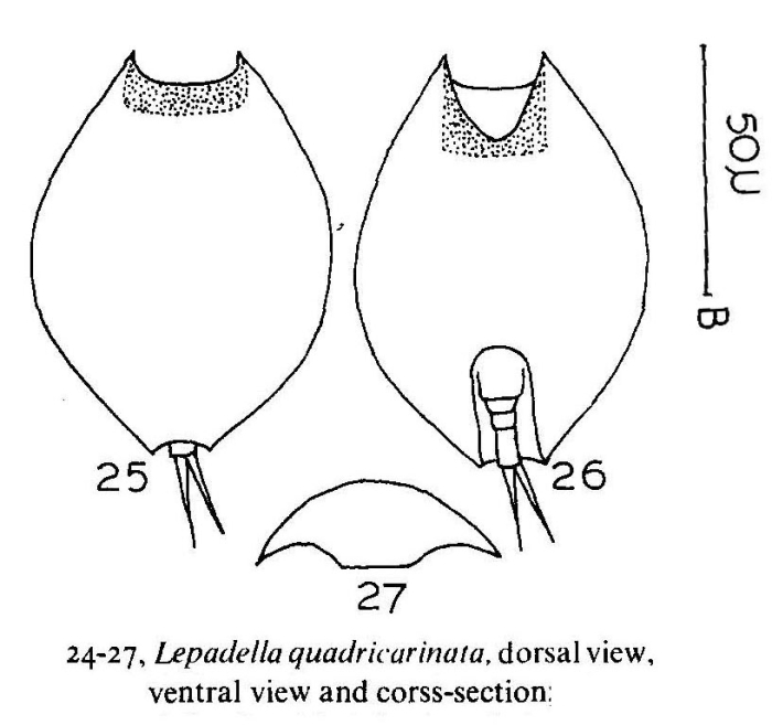 Lepadella quadricarinata