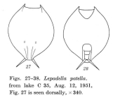 Lepadella quadricarinata