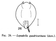 Lepadella quadricarinata