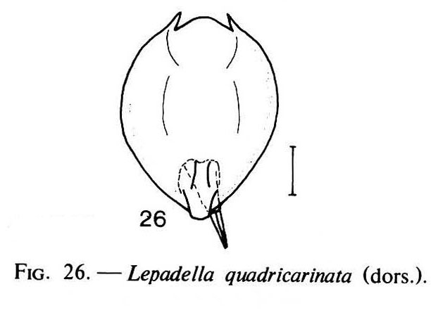 Lepadella quadricarinata Lepadella quadricarinata