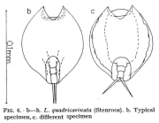 Lepadella quadricarinata