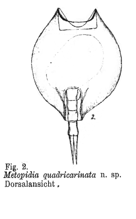 Lepadella quadricarinata - Original description image