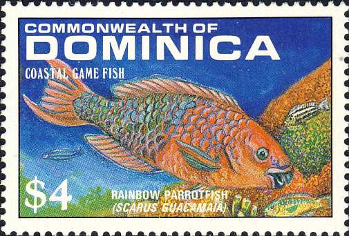 Scarus guacamaia Scarus guacamaia