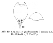 Lepadella quadricarinata f. procera