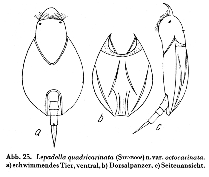 Lepadella quadricarinata var. octocarinata - Original description image