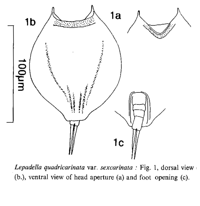 Lepadella quadricarinata var. sexcarinata