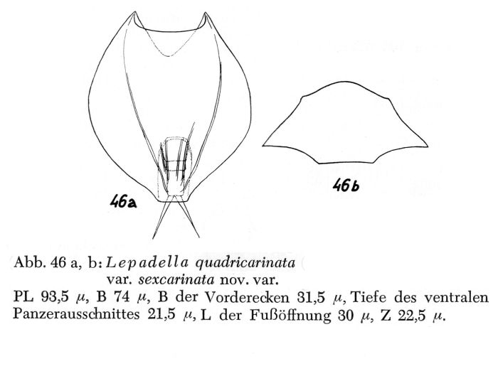 Lepadella quadricarinata var. sexcarinata - Original description image
