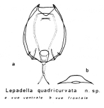 Lepadella quadricurvata - Original description image