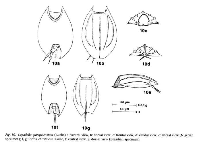 Lepadella quinquecostata Lepadella quinquecostata