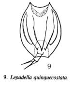 Lepadella quinquecostata