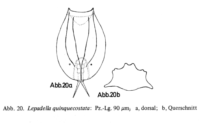 Lepadella quinquecostata Lepadella quinquecostata
