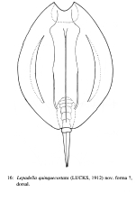 Lepadella quinquecostata