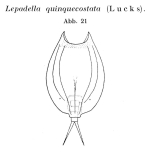 Lepadella quinquecostata