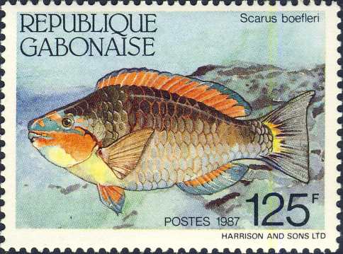 Scarus hoefleri Scarus hoefleri