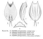 Lepadella quinquecostata