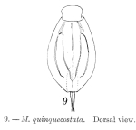 Lepadella quinquecostata