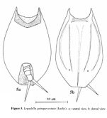 Lepadella quinquecostata