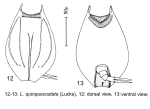 Lepadella quinquecostata
