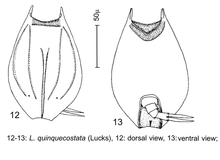 Lepadella quinquecostata Lepadella quinquecostata