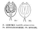 Lepadella quinquecostata