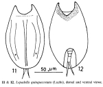Lepadella quinquecostata