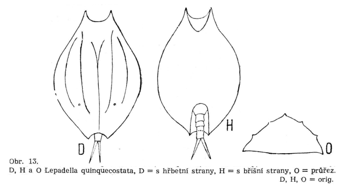 Lepadella quinquecostata Lepadella quinquecostata
