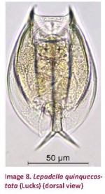 Lepadella quinquecostata