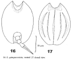 Lepadella quinquecostata